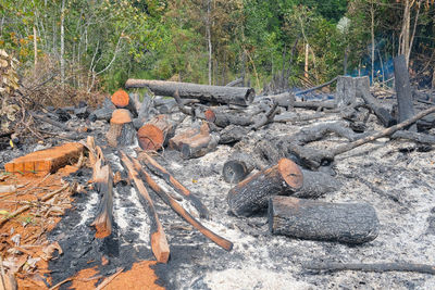 High angle view of fire on log in forest