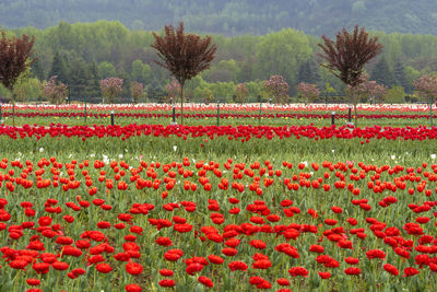 Red flowers growing on field