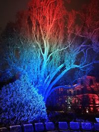 View of illuminated tree at night
