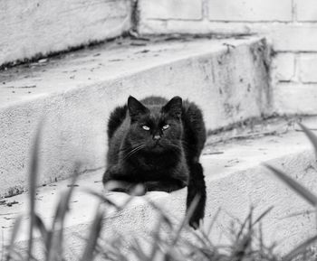 Black cat on a step