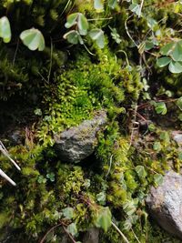 High angle view of plants growing on field