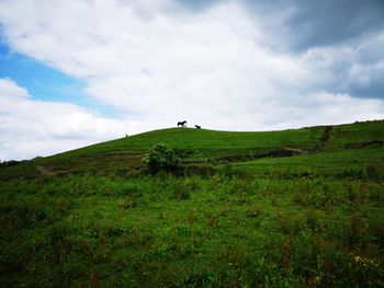 Scenic view of grassy field against sky