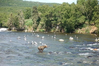 Ducks in a lake