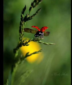 Close-up of insect pollinating on flower