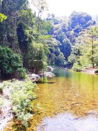 Scenic view of lake in forest against sky