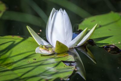 Close-up of lotus leaves floating on lake