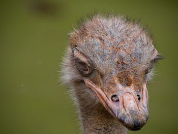 Close-up portrait of a bird