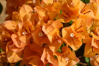Full frame shot of orange flowering plant