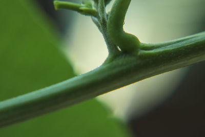 Close-up of green leaf on plant