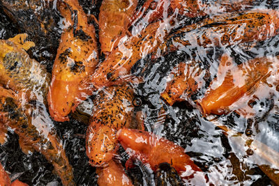 High angle view of koi carps swimming in sea