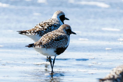 Seagull on beach