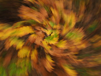 Full frame shot of yellow leaf