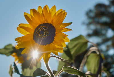 Low angle view of sunflower against sky