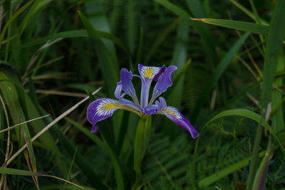 Close-up of purple flowers