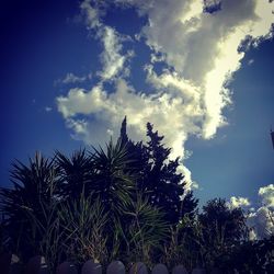 Low angle view of palm trees against sky