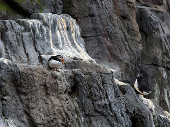 Low angle view of bird perching on rock