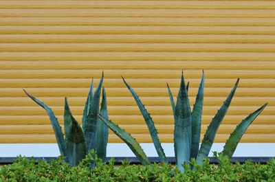 Close-up of aloe vera plant growing outdoors