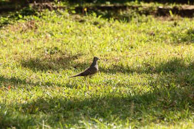 Bird perching on field