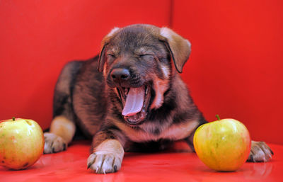 Close-up of a dog