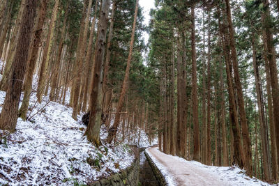 Yumichi walkway is a small walkway surrounded by tree leading to jigokudani snow monkey park, japan.