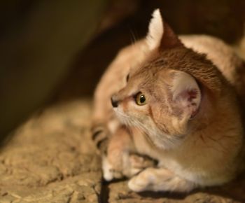 Close-up of kitten looking away