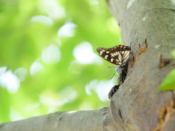 Close-up of butterfly on tree trunk