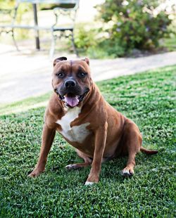 Portrait of dog relaxing on grassy field