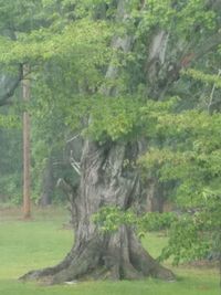 Scenic view of trees in forest