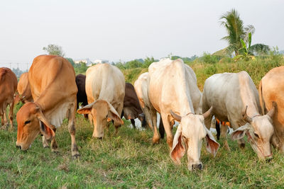 Cows on field against sky