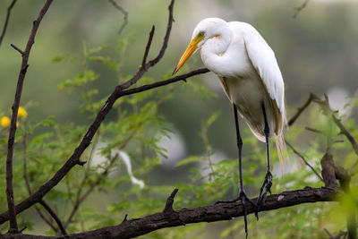 White bird perching on branch