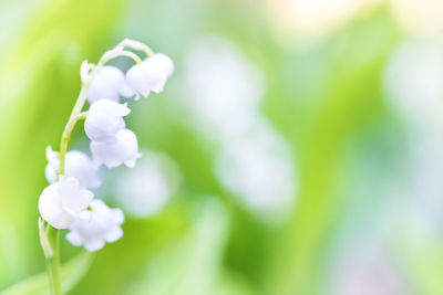 Close-up of white flowering plant
