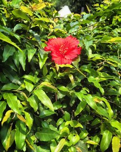 Close-up of pink flower in park