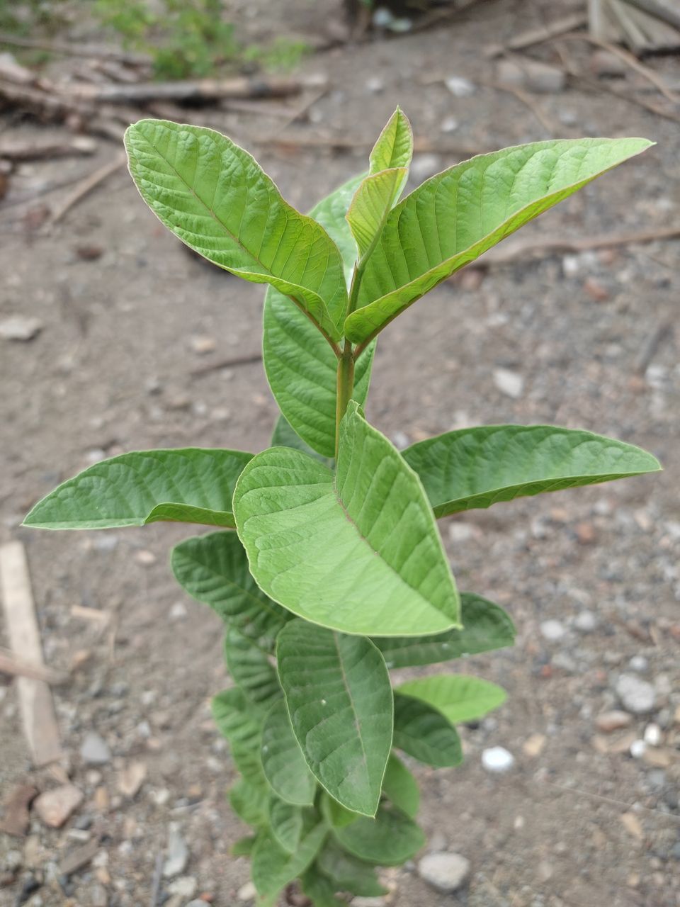 leaf, plant part, green, plant, nature, growth, day, close-up, no people, flower, focus on foreground, outdoors, beauty in nature, produce, high angle view, tree, food, land, freshness, shrub, leaf vein