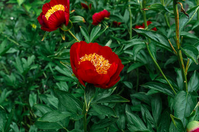 plant