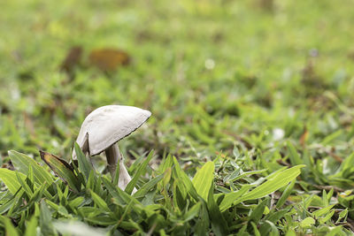 Close-up of mushroom growing on field