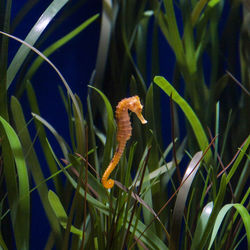 Close-up of fish swimming in sea