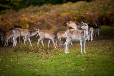 Medium group of deers in the wild