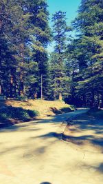 Road amidst trees in forest against sky