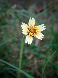 Close-up of white flower