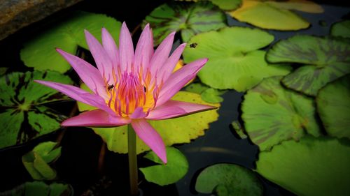 Close-up of pink water lily blooming outdoors