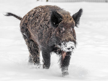 Close-up of a wild boar walking on snow