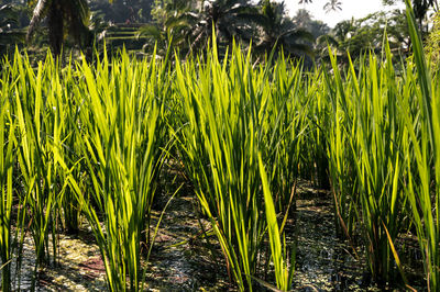 Crops growing on field