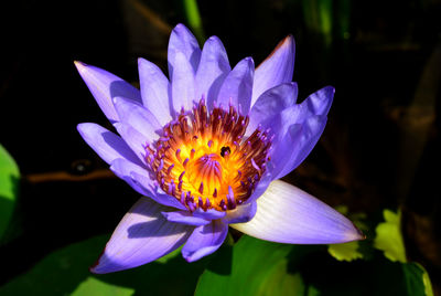 Close-up of purple water lily