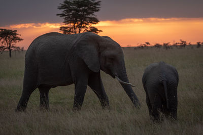 Elephants walking on grassy field against sky during sunset