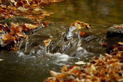 Close-up of ducks in lake during autumn