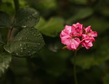 Close-up of wet pink flowering plant