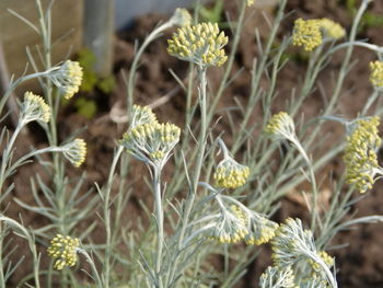 Close-up of flowering plants on field