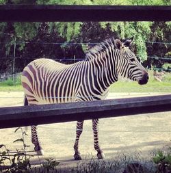 View of zebra in zoo