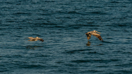 View of pelicans flying low on the sea