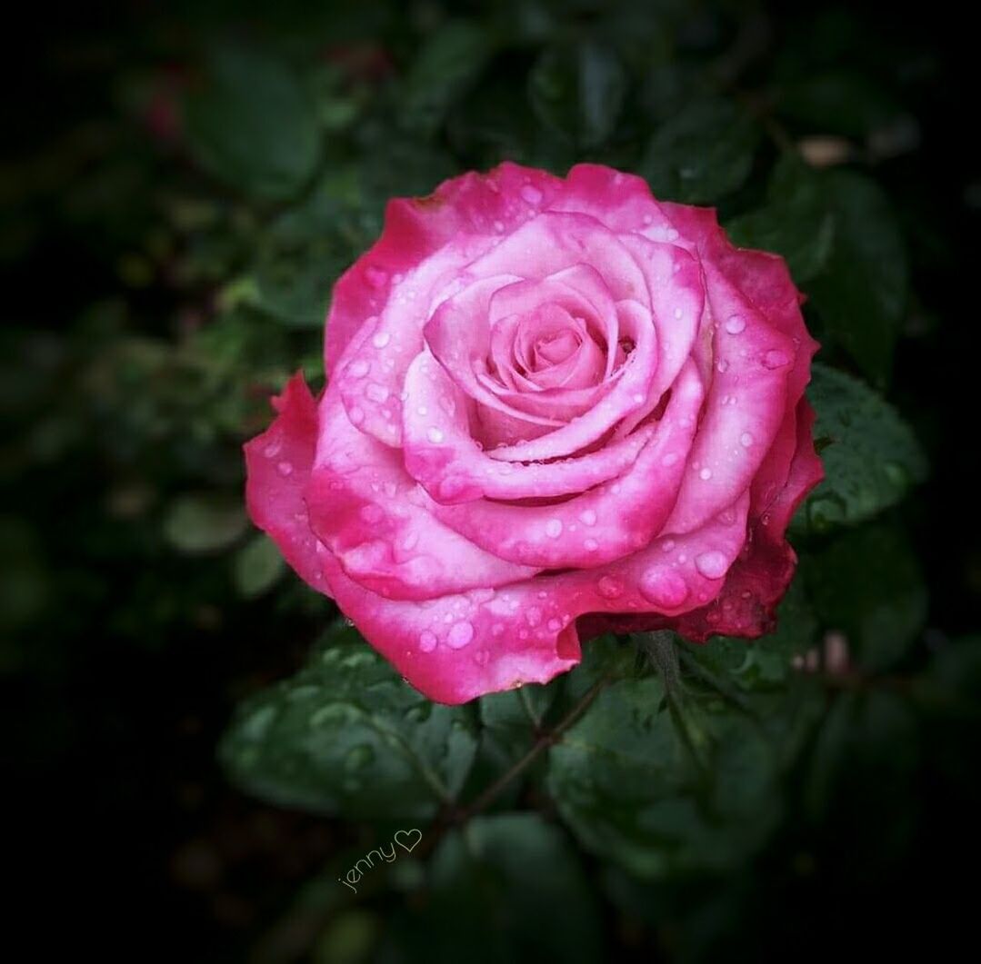 CLOSE-UP OF RAINDROPS ON PINK ROSE